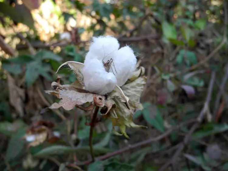 Sangu flower